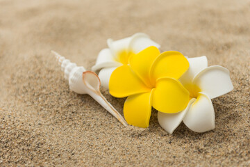 砂浜とプルメリアの花