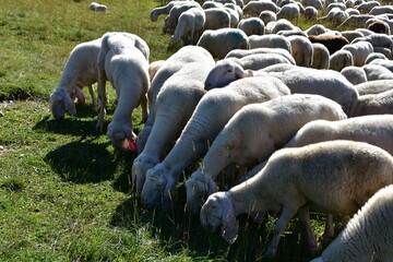 owce, barany, wypas, redyk, zwierzęta, © Albin Marciniak