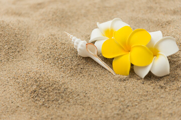 砂浜とプルメリアの花