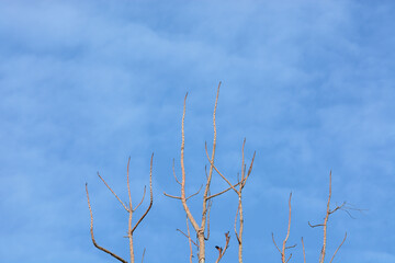 Dry twig on sky background.