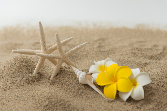 砂浜とプルメリアの花