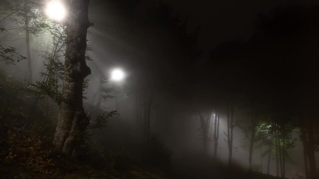 Halloween background mysterious forest in the night, misty and blurred fog street light