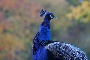 Obraz premium Paon bleu