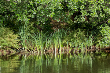 Reed and foliage by the shore of Gota river in Sweden, Scandinavia. Reed is reflecting in the water.