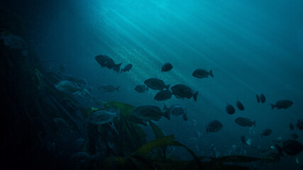 Silhouette fish with background light rays