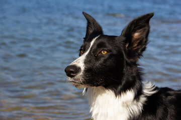 Border Collie dog with black and white spots looking at infinity in the water.
