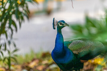 Peacock in the garden closeup