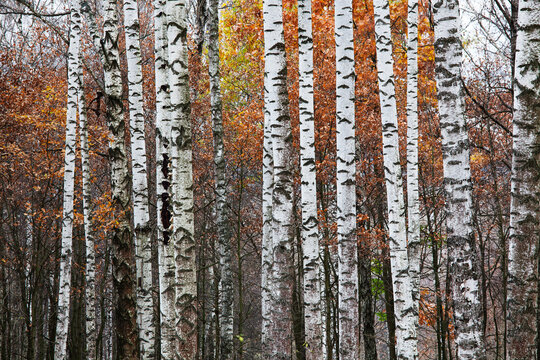 Many trunks of white birches and red foliage in the forest