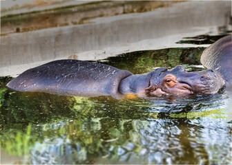 Fototapeta na wymiar A hippo enjoying water in a hot summer