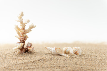 サンゴ礁と貝殻