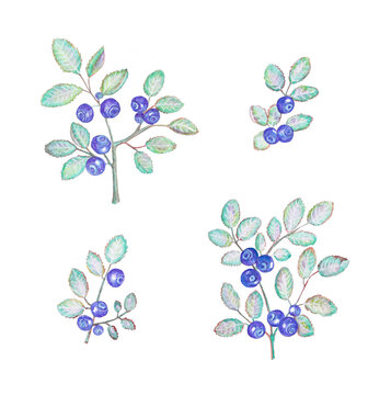 Hand drawn watercolor blueberry.