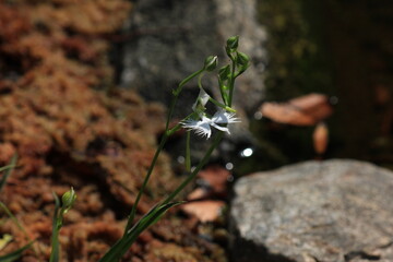 浄真寺（九品仏）。　サギソウ。　　東京・世田谷にある浄真寺は、９体の阿弥陀如来像が安置され、九品仏と呼ばれる。３００坪の境内には多くのお地蔵様とおカエデなどの木々で、森閑とした雰囲気。
