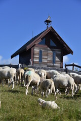 owce, barany, wypas, redyk, zwierzęta, © Albin Marciniak