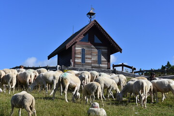 owce, barany, wypas, redyk, zwierzęta, © Albin Marciniak