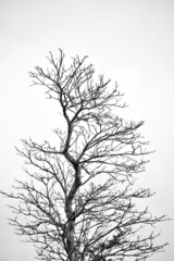Leafless tree in the black & White tone.