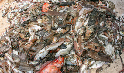 Bycatch from trawler