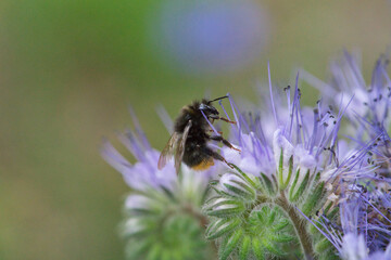 A bumblebee on a lilac flower is collecting nectar. Macro shooting of insects, selective focus, blurred background