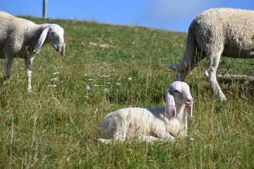 owce, barany, wypas, redyk, zwierzęta, © Albin Marciniak