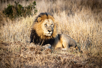 lion male in the savannah