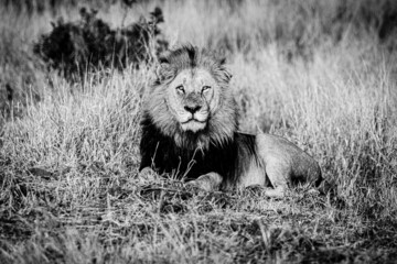 lion male in the savannah