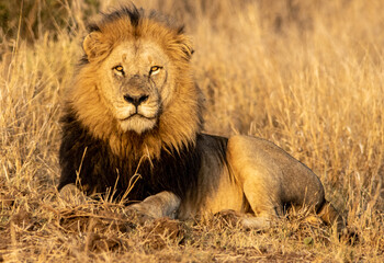 Obraz na płótnie Canvas lion male in the savannah