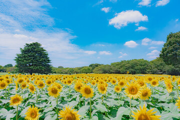 Obraz premium field of sunflowers