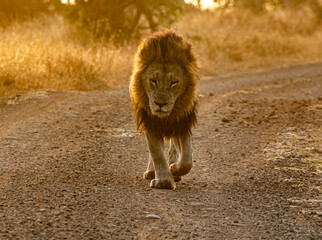 Obraz na płótnie Canvas lion male in the savannah