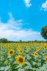 Obraz premium sunflower field with sky
