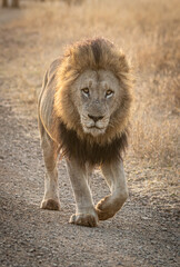 lion male in the savannah