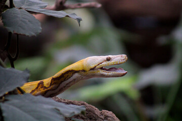 Python réticulé