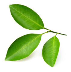 Fototapeta premium Fresh Petitgrain leaves isolated on white background