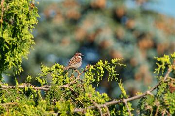 male House Sparrow sit on a branch
