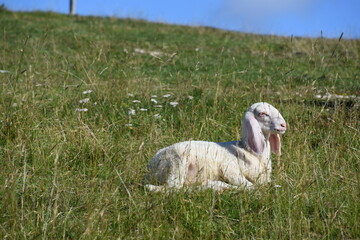 owce, barany, wypas, redyk, zwierzęta, © Albin Marciniak