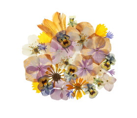 Pressed dried flowers on white background, top view. Beautiful herbarium