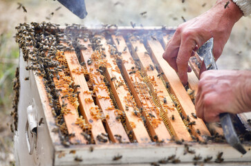 Beekeeping
