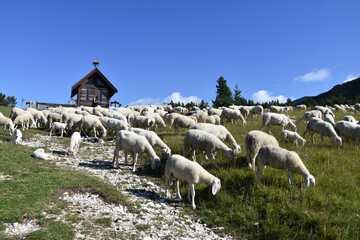 owce, barany, wypas, redyk, zwierzęta, © Albin Marciniak