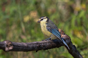 Side view of juvenile blue tit bird sitting on a dry branch with blurred vegetation in the background