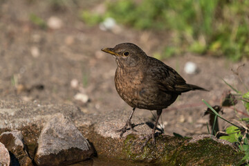 Thirsty common eurasian blackbird female standing on the ground