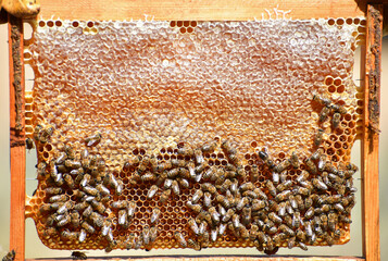 Organic Natural Honey
