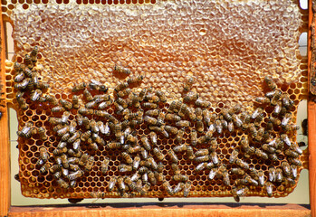 Natural Honey Production
