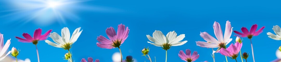 Obraz premium Garden flowers are pink cosmea,cosmos flowers with white clouds.Beautiful natural background of panoramic view. Landscape wide format, copy space.