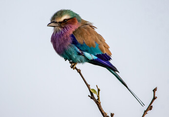 lilac breasted roller on a branch