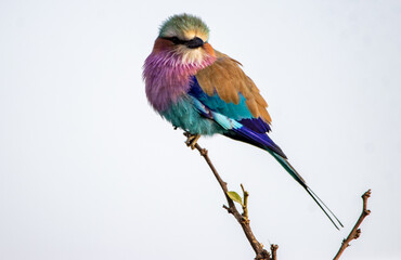 lilac breasted roller on a branch