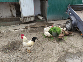 Agricultural birds - rooster, hens and ducks in a farm yard