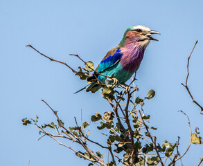 lilac roller on a branch