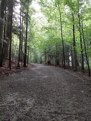 Obraz premium path in the woods