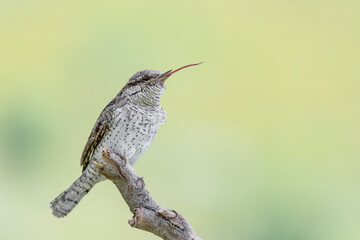 The long tongue, fine art portrait of Eurasian wryneck (Jynx torquilla)