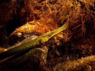 Obraz na płótnie Canvas A close-up picture of a straightnose pipefish, Nerophis ophidion, among seaweed and stones. Picture from The Sound, between Sweden and Denmark