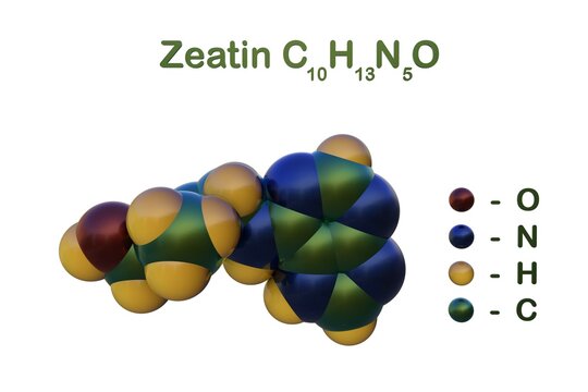 Structural chemical formula and space-filling molecular model of zeatin, a coconut milk-derived plant hormone (cytokinin), suitable for plant cell culture. Scientific background. 3d illustration