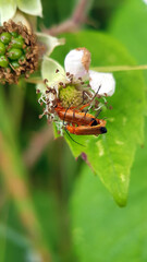 Macro soldier beetle red